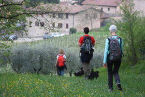 6 Zampe On The Road - Camminando si impara... @ 6 Zampe ASD - Centro Cinofilo | Capriolo | Lombardia | Italia